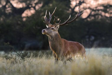 Erkek Kızıl Geyik ve sürü Calden Ormanı, La Pampa, Arjantin, Parque Luro, Doğa Koruma Alanı