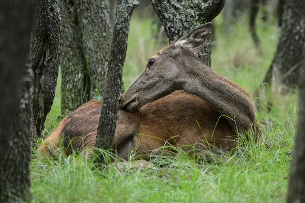 Calden Ormanı 'nda dinlenen kızıl geyik dişi La Pampa, Arjantin, Parque Luro, Doğa Koruma Alanı
