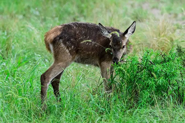 Calden Ormanı 'nda kızıl geyik yavrusu, La Pampa, Arjantin, Parque Luro, Doğa Koruma Alanı