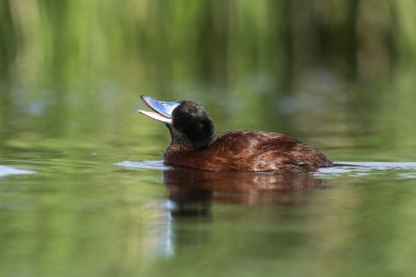 Lake Duck in Pampas Lagoon environment, La Pampa Province, Patagonia , Argentina.