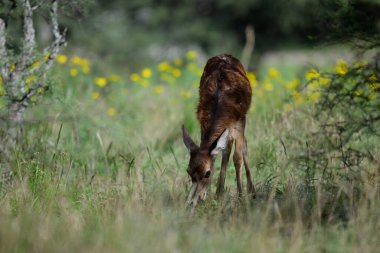 Calden Ormanı 'nda kızıl geyik yavrusu, La Pampa, Arjantin, Parque Luro, Doğa Koruma Alanı