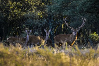 Erkek Kızıl Geyik ve sürü Calden Ormanı, La Pampa, Arjantin, Parque Luro, Doğa Koruma Alanı
