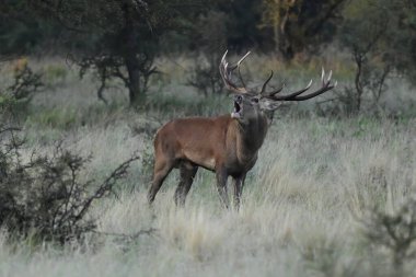 Erkek Kızıl Geyik ve sürü Calden Ormanı, La Pampa, Arjantin, Parque Luro, Doğa Koruma Alanı