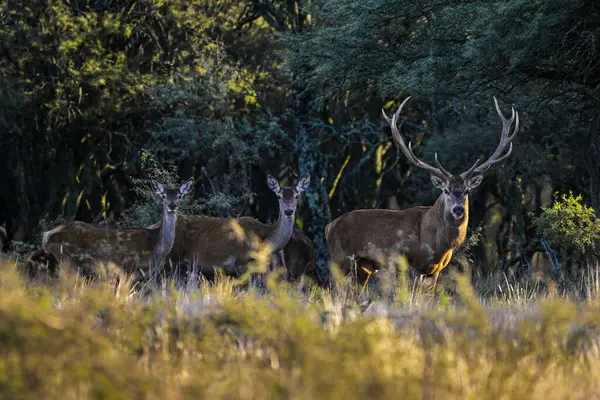 Erkek Kızıl Geyik ve sürü Calden Ormanı, La Pampa, Arjantin, Parque Luro, Doğa Koruma Alanı