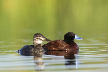 Lake Duck in Pampas Lagoon environment, La Pampa Province, Patagonia , Argentina.