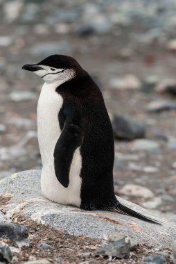 Chinstrap Pengueni, Pygoscelis Antarcticus Yarım Ay Adası, Güney Shetland, Antartika