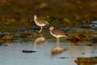 Büyük Sarıbacak, Tringa melanoleuca, Deseado Nehri, Santa Cruz Eyaleti, Patagonya, Arjantin.