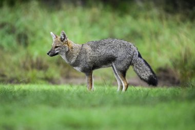 Pampas çimen ortamında Pampas Gri Tilkisi, La Pampa ili, Patagonya, Arjantin.