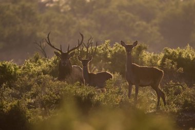 Erkek Kızıl Geyik ve sürü Calden Ormanı, La Pampa, Arjantin, Parque Luro, Doğa Koruma Alanı