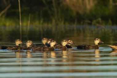 Beyaz yanaklı Pintail, Anas bahamensis, La Pampa, Patagonya, Arjantin.