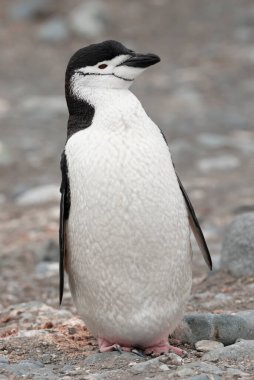 Chinstrap Pengueni, Pygoscelis Antarcticus Yarım Ay Adası, Güney Shetland, Antartika