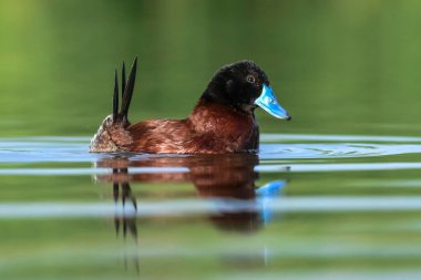 Lake Duck in Pampas Lagoon environment, La Pampa Province, Patagonia , Argentina.