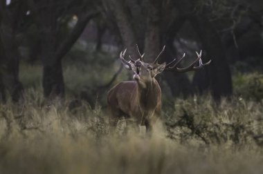 Erkek Kızıl Geyik ve sürü Calden Ormanı, La Pampa, Arjantin, Parque Luro, Doğa Koruma Alanı