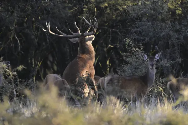 Erkek Kızıl Geyik ve sürü Calden Ormanı, La Pampa, Arjantin, Parque Luro, Doğa Koruma Alanı
