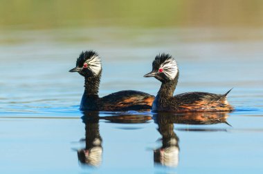 Beyaz tüylü Grebe yüzücüsü, La Pampa Eyaleti, Patagonya, Arjantin