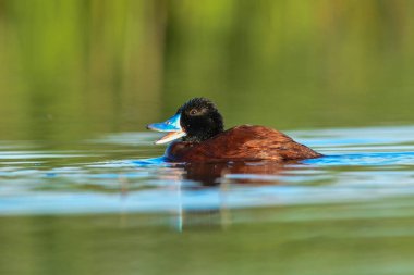 Lake Duck in Pampas Lagoon environment, La Pampa Province, Patagonia , Argentina.