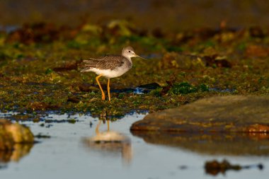 Büyük Sarıbacak, Tringa melanoleuca, Deseado Nehri, Santa Cruz Eyaleti, Patagonya, Arjantin.