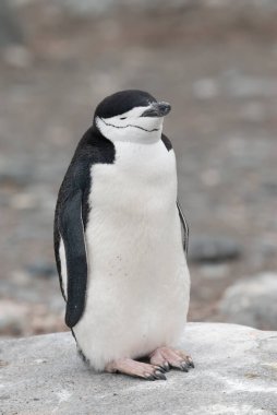 Chinstrap Pengueni, Pygoscelis Antarcticus Yarım Ay Adası, Güney Shetland, Antartika