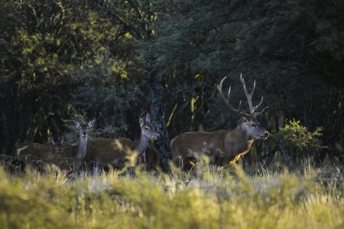 Erkek Kızıl Geyik ve sürü Calden Ormanı, La Pampa, Arjantin, Parque Luro, Doğa Koruma Alanı