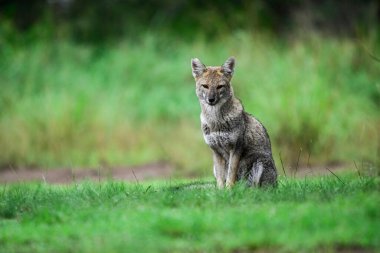Pampas çimen ortamında Pampas Gri Tilkisi, La Pampa ili, Patagonya, Arjantin.