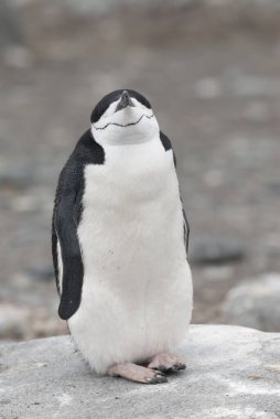 Chinstrap Pengueni, Pygoscelis Antarcticus Yarım Ay Adası, Güney Shetland, Antartika