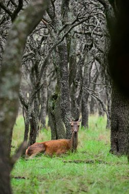 Calden Ormanı 'nda dinlenen kızıl geyik dişi La Pampa, Arjantin, Parque Luro, Doğa Koruma Alanı