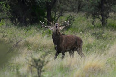 Erkek Kızıl Geyik ve sürü Calden Ormanı, La Pampa, Arjantin, Parque Luro, Doğa Koruma Alanı