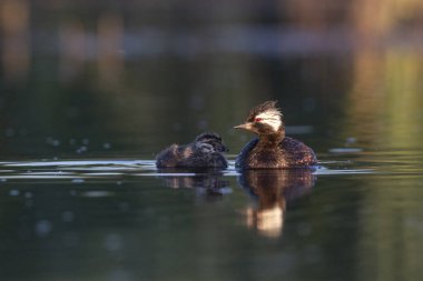 Beyaz tüylü Grebe yüzücüsü, La Pampa Eyaleti, Patagonya, Arjantin