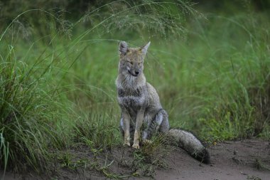 Pampas çimen ortamında Pampas Gri Tilkisi, La Pampa ili, Patagonya, Arjantin.