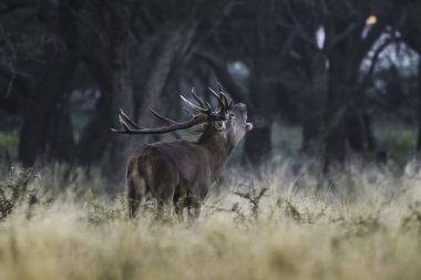 Erkek Kızıl Geyik ve sürü Calden Ormanı, La Pampa, Arjantin, Parque Luro, Doğa Koruma Alanı