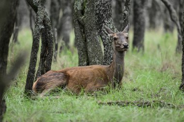 Calden Ormanı 'nda dinlenen kızıl geyik dişi La Pampa, Arjantin, Parque Luro, Doğa Koruma Alanı