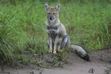 Pampas çimen ortamında Pampas Gri Tilkisi, La Pampa ili, Patagonya, Arjantin.