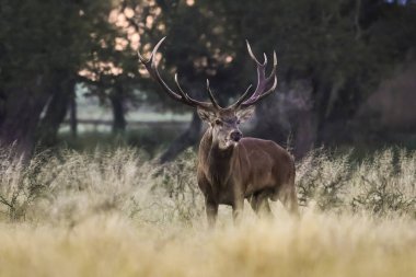 Erkek Kızıl Geyik ve sürü Calden Ormanı, La Pampa, Arjantin, Parque Luro, Doğa Koruma Alanı