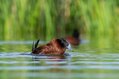 Lake Duck in Pampas Lagoon environment, La Pampa Province, Patagonia , Argentina.