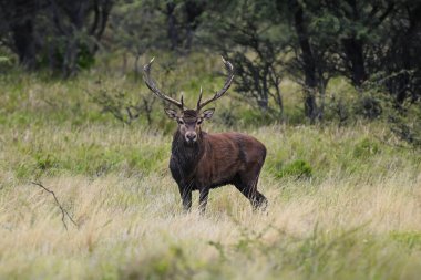 Erkek Kızıl Geyik ve sürü Calden Ormanı, La Pampa, Arjantin, Parque Luro, Doğa Koruma Alanı