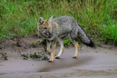 Pampas çimen ortamında Pampas Gri Tilkisi, La Pampa ili, Patagonya, Arjantin.