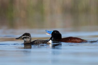 Lake Duck in Pampas Lagoon environment, La Pampa Province, Patagonia , Argentina.