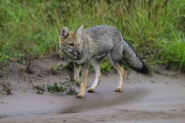Pampas çimen ortamında Pampas Gri Tilkisi, La Pampa ili, Patagonya, Arjantin.