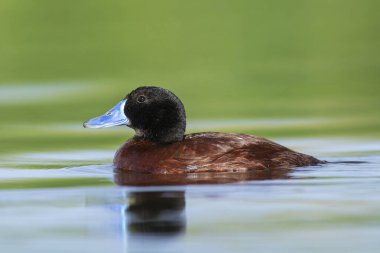 Lake Duck in Pampas Lagoon environment, La Pampa Province, Patagonia , Argentina.