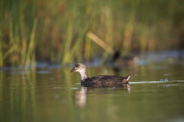 Spot Gallinule, Porphyriops melanops, La Pampa, Arjantin 'i kuşattı.