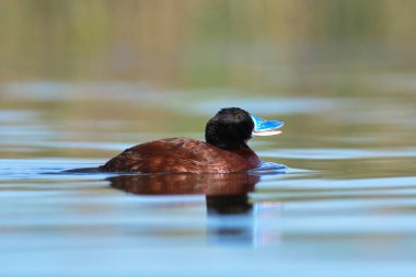 Lake Duck in Pampas Lagoon environment, La Pampa Province, Patagonia , Argentina.