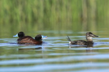 Lake Duck in Pampas Lagoon environment, La Pampa Province, Patagonia , Argentina.