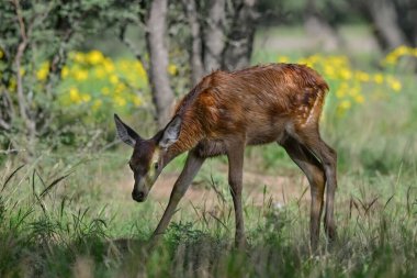Calden Ormanı 'nda kızıl geyik yavrusu, La Pampa, Arjantin, Parque Luro, Doğa Koruma Alanı