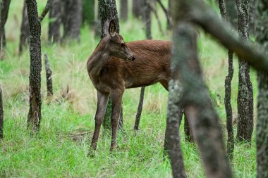 Calden Ormanı 'nda kızıl geyik yavrusu, La Pampa, Arjantin, Parque Luro, Doğa Koruma Alanı
