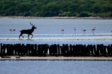 Calden Ormanında Erkek Kızıl Geyik, La Pampa, Arjantin, Parque Luro, Doğa Koruma Alanı