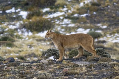 Puma dağda yürüyor, Torres del Paine Ulusal Parkı, Patagonya, Şili. 