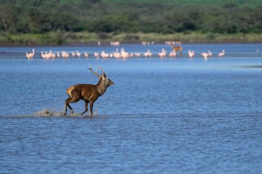 Calden Ormanında Erkek Kızıl Geyik, La Pampa, Arjantin, Parque Luro, Doğa Koruma Alanı