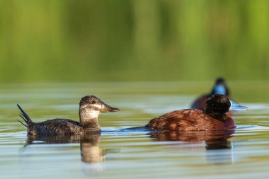 Lake Duck in Pampas Lagoon environment, La Pampa Province, Patagonia , Argentina.