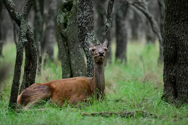 Calden Ormanı 'nda dinlenen kızıl geyik dişi La Pampa, Arjantin, Parque Luro, Doğa Koruma Alanı