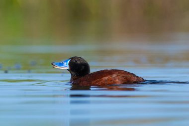 Lake Duck in Pampas Lagoon environment, La Pampa Province, Patagonia , Argentina.